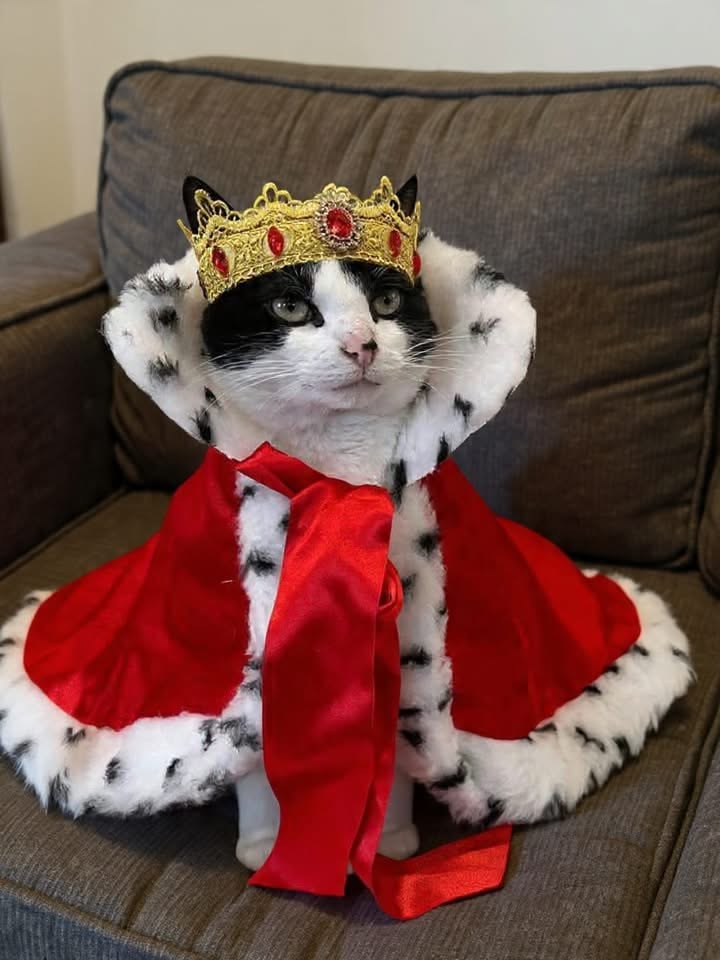 18 Halloween Costume for Cats That Are Actually Wearable (And Won’t End in a Shredded Cape)